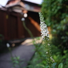 花のみち