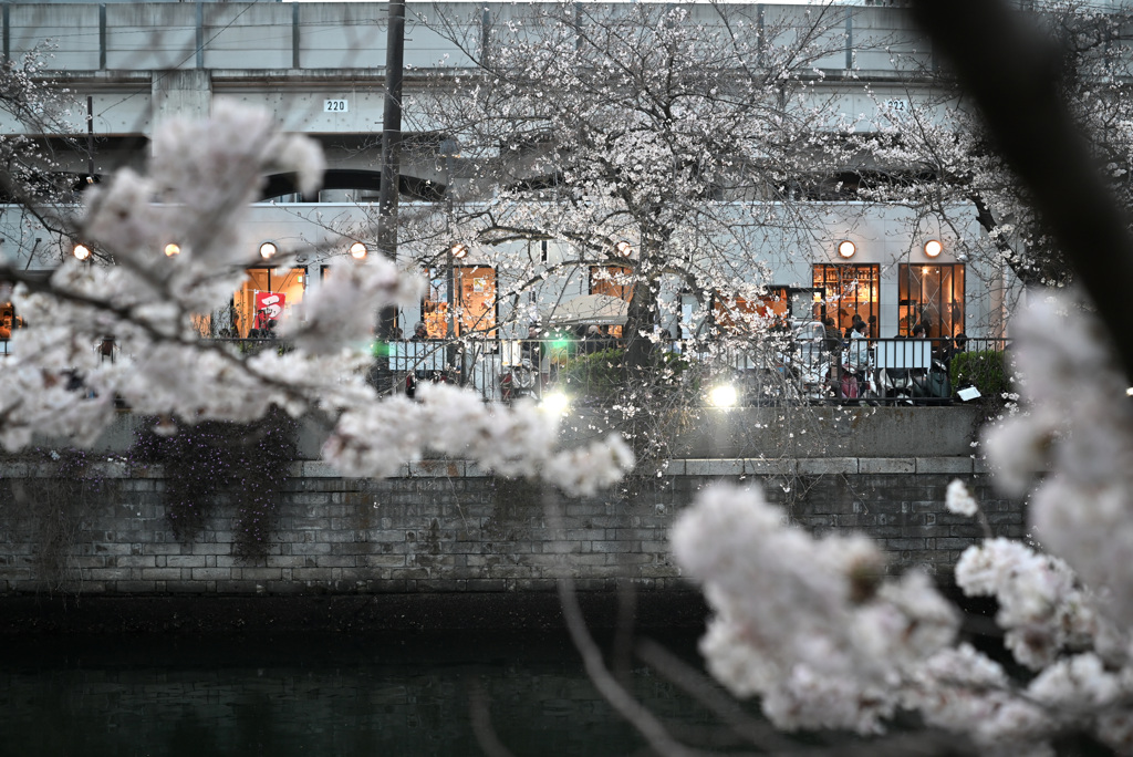 大岡川桜まつり 3