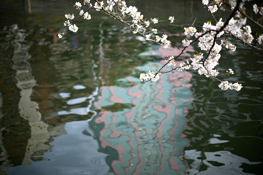 大岡川桜まつり 1