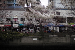 日ノ出町の桜 1