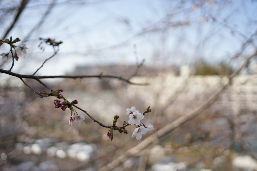 2020年の桜