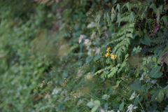 綺麗な花には
