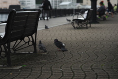 ヴェルニー公園の鳩