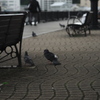 ヴェルニー公園の鳩