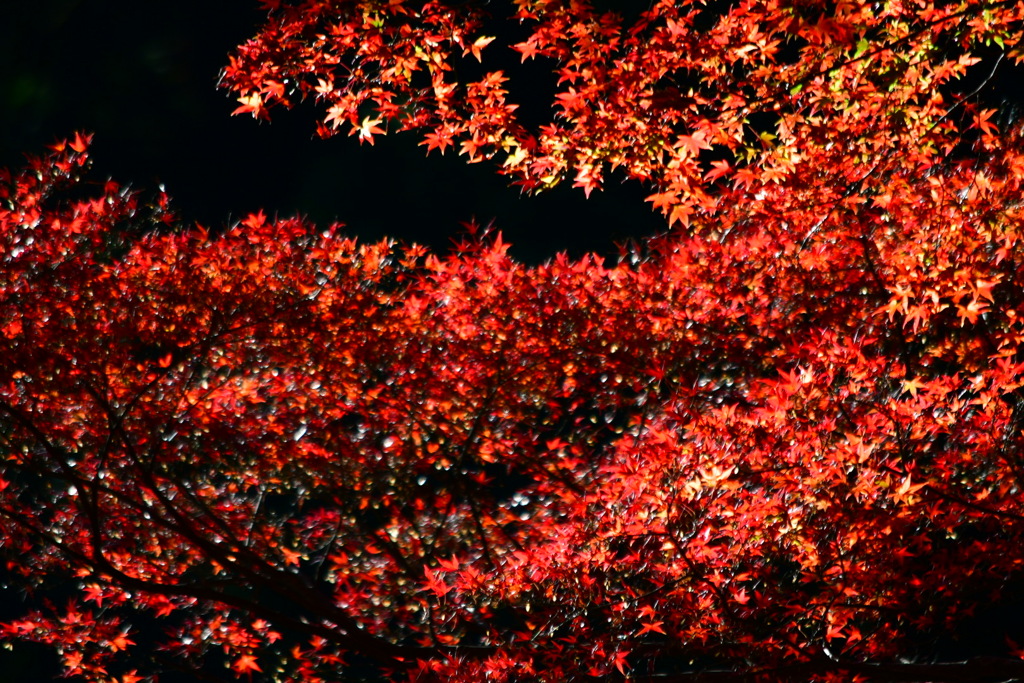 秋、紅葉