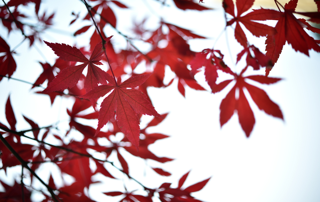 秋の空に紅く咲く