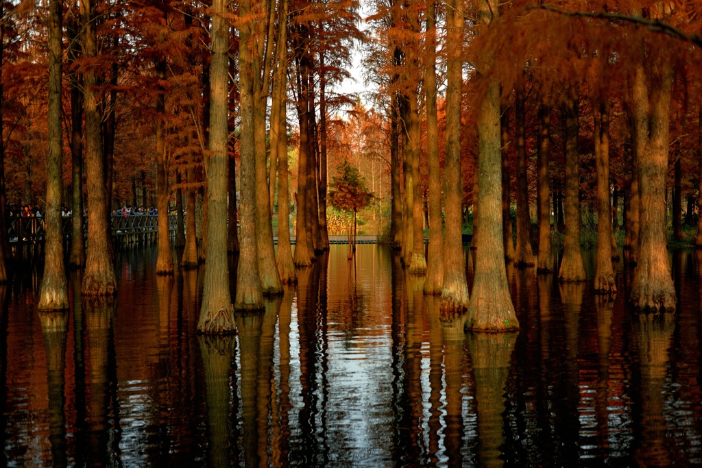 水面に浮かぶ紅葉