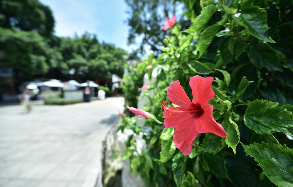 A Flower of Xiamen