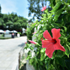A Flower of Xiamen
