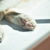 ひなたぼっこしたい　猫になりたい