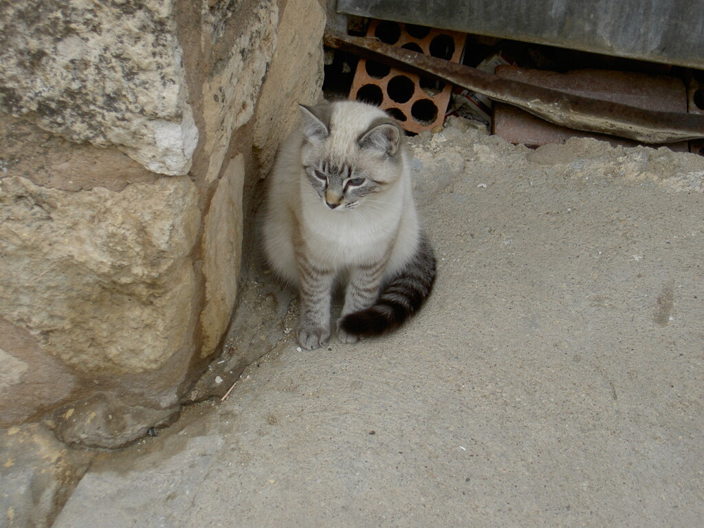 a cat of Cuenca