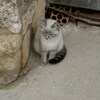 a cat of Cuenca
