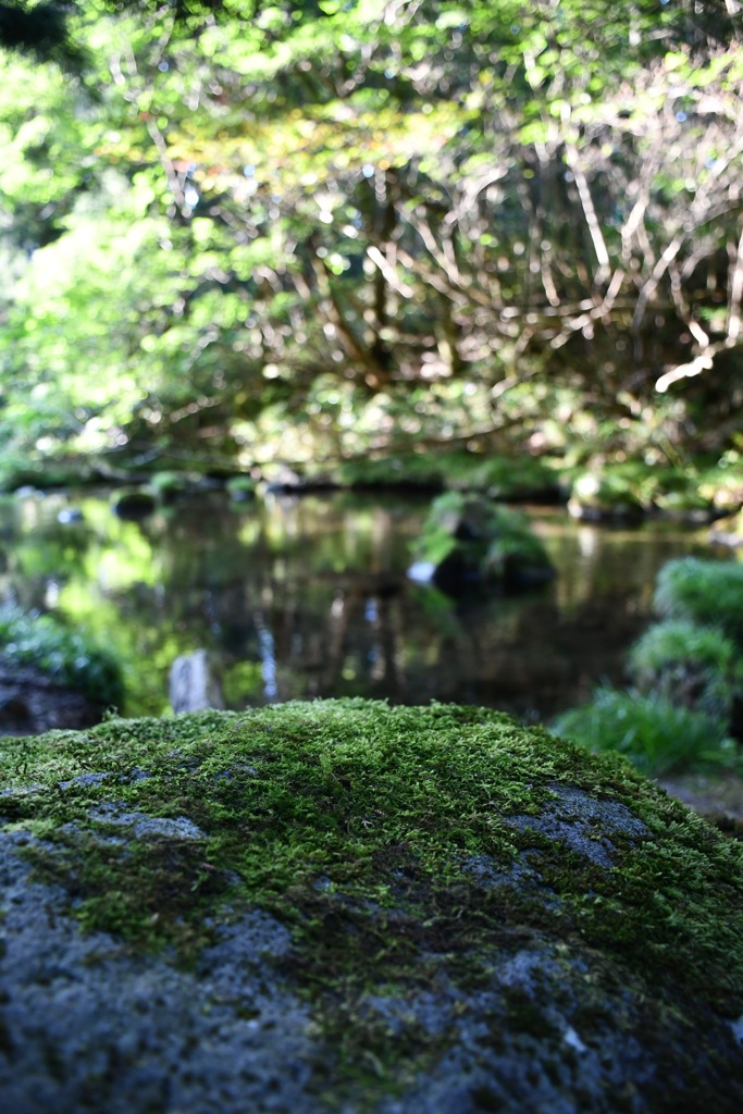 苔