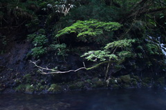 曲線
