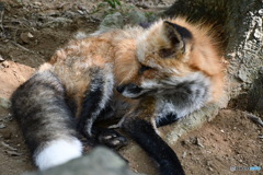 きつね