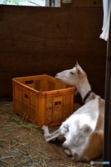 休憩中のヤギ先輩