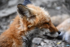 凛々しいよこがお