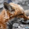 凛々しいよこがお