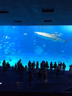 美ら海水族館