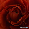 薔薇