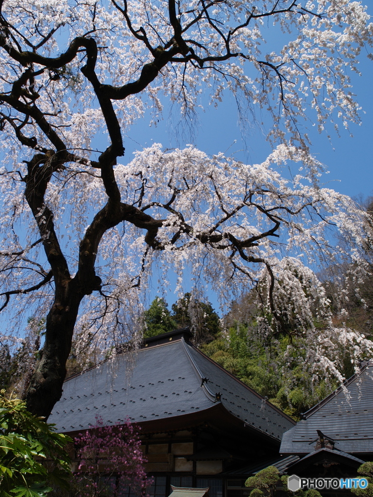 山の寺院の枝垂桜