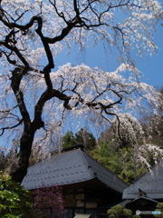 山の寺院の枝垂桜