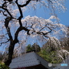 山の寺院の枝垂桜