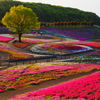 箕郷の芝桜