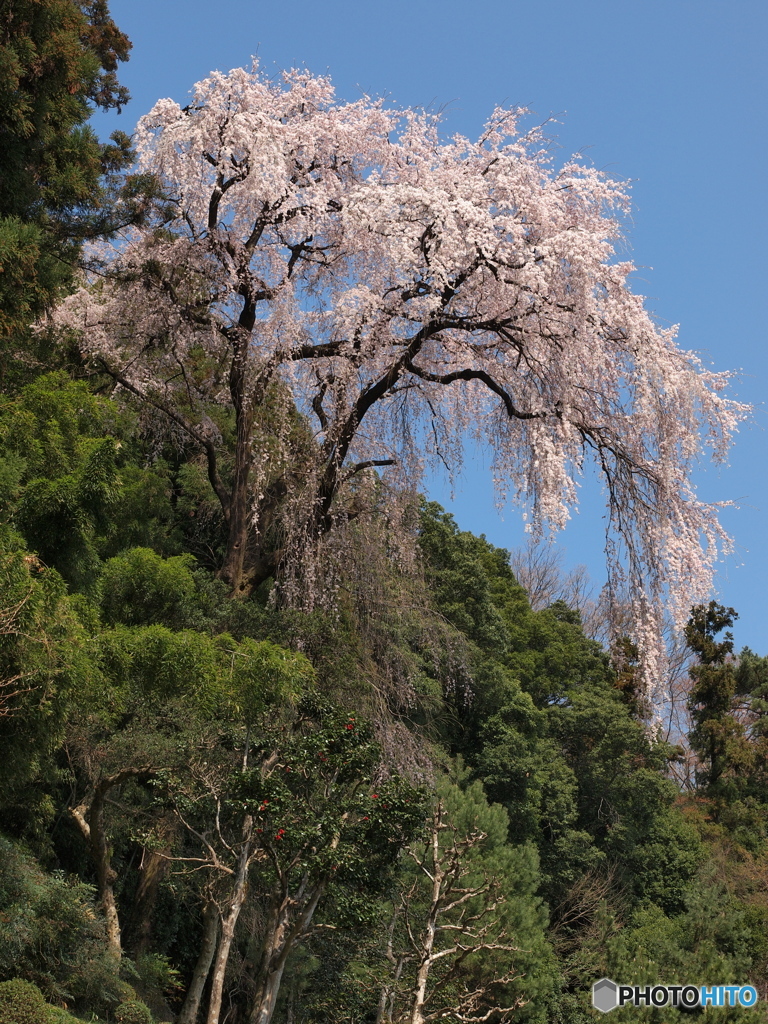 山の枝垂桜