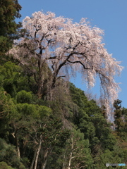 山の枝垂桜