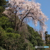 山の枝垂桜