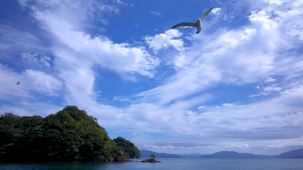 伊根の海を舞うカモメ2016