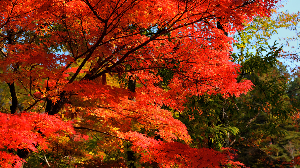 最上山公園～紅葉の枝振り2019