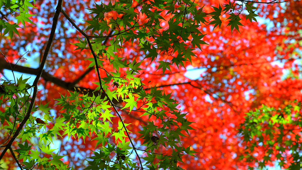 最上山公園～緑の紅葉2019