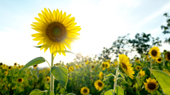 太陽の花～ひまわりの丘公園2021