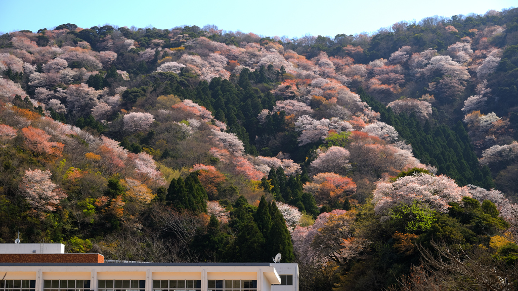 裏山の春～神子2022