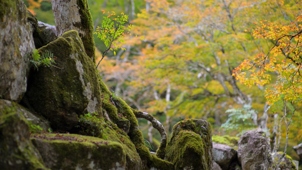 宿り木～高源寺2024