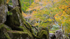 宿り木～高源寺2024