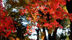 龍野公園～紅葉2019