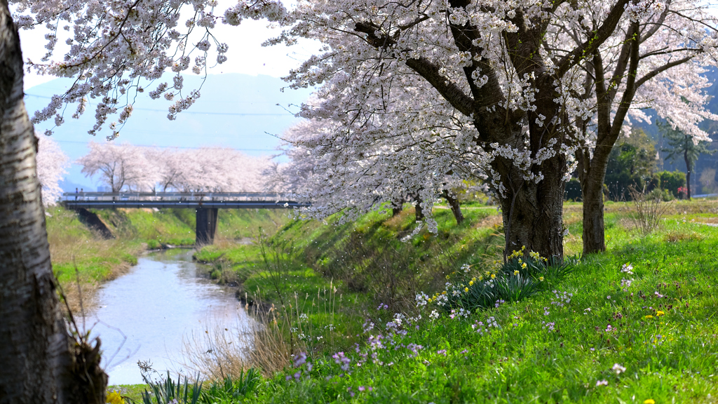 桜、舞う～鳥羽川2023