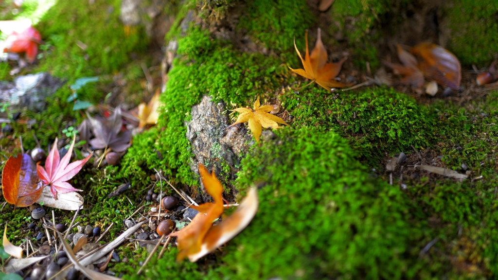慈眼寺～苔と落葉とどんぐりと...2019