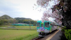 さくらぷらっとほーむ　with　フラワ2000形～北条鉄道・播磨横田駅2021