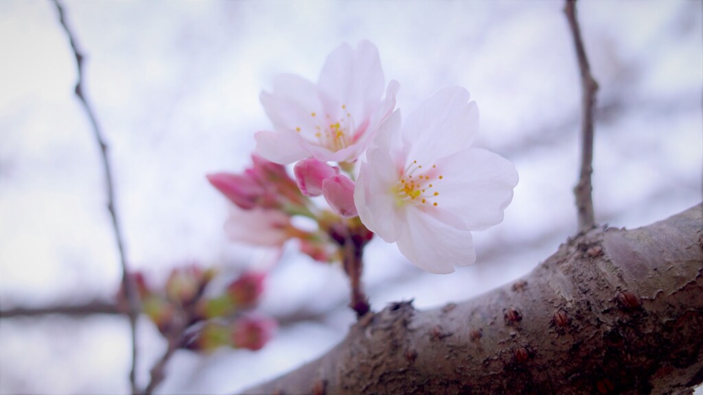 春ノ歌声～八幡桜公園2021