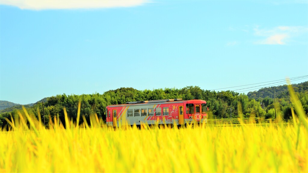 北条鉄道 黄金色の草原2015
