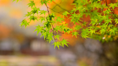 移ろう彩り～高源寺2024