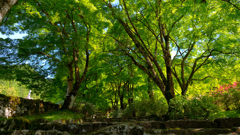 新緑のトンネル～高源寺2022