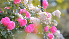 咲き乱れる薔薇～須磨離宮公園2022