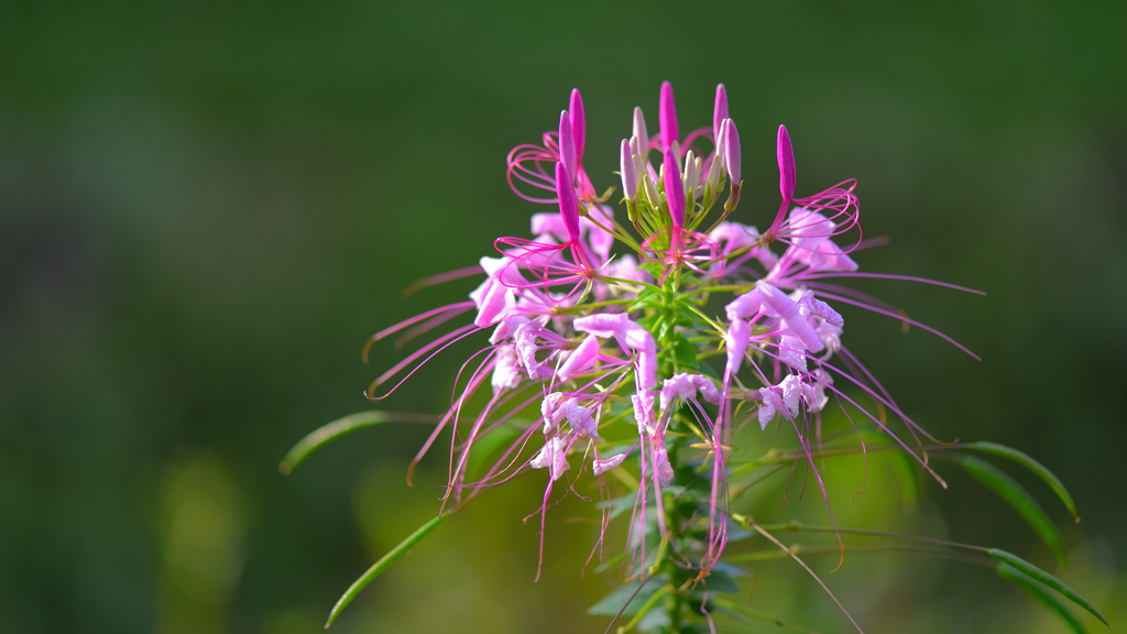 Spider flower～道の駅・杉原紙の里2021