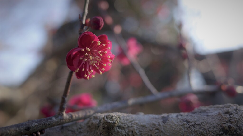 紅梅～組み写真・紅白の梅2021