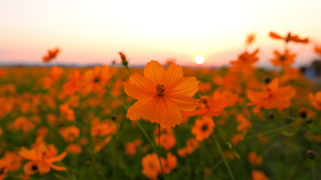 コスモス畑と夕日～ひまわりの丘公園2022